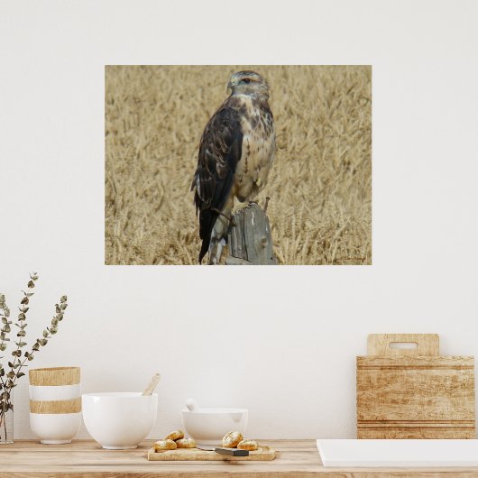 Poster B36 Buse rouilleuse dans le champ de blé (Cuisine)