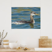 Poster B40 Jeune Grébe à cou rouge (Cuisine)