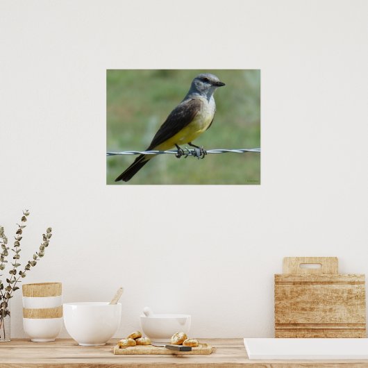 Poster B44 Kingbird occidental (Cuisine)