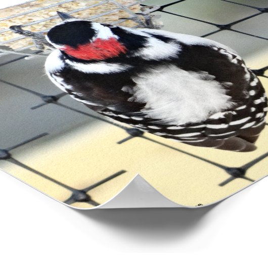 Poster B53 Downy Woodpecker (Coin)