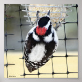 Poster B53 Downy Woodpecker (Devant)