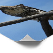 Poster B54 Le faucon de Swainson (Coin)