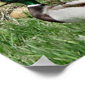 Poster B55 Duck de Mallard Drake Greenhead dans l'herbe (Coin)