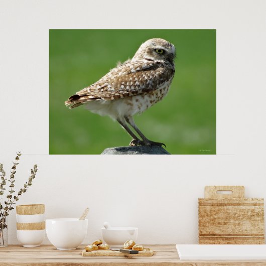 Poster B56 Chouette bractée (Cuisine)