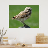 Poster B56 Hibou des terriers (Cuisine)