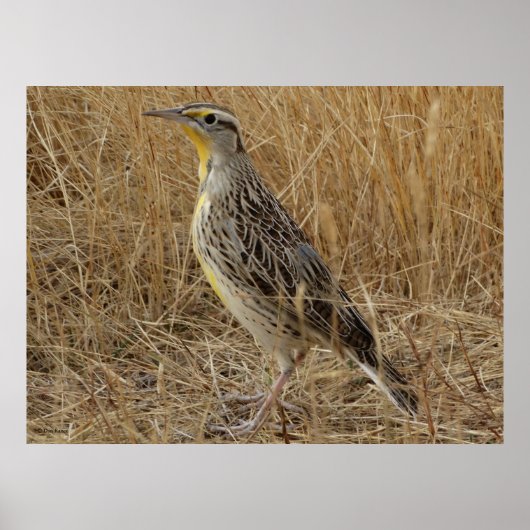 Poster B57 Sturnelle de l'Ouest (Devant)