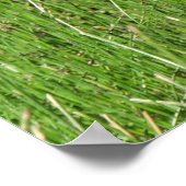 Poster B58 Oison de Bernache du Canada dans l'Herbe (Coin)