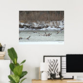 Poster B7 Bernaches du Canada en vol (Bureau à domicile)