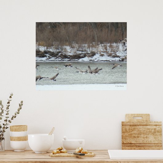 Poster B7 Oies canadiennes en vol (Cuisine)