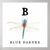 Poster "B" Bleu Darner (Devant)