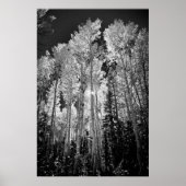 Poster B & W Aspen Trees (Devant)