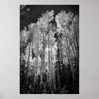 Poster B & W Aspen Trees
