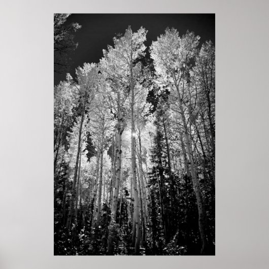 Poster B & W Aspen Trees (Devant)