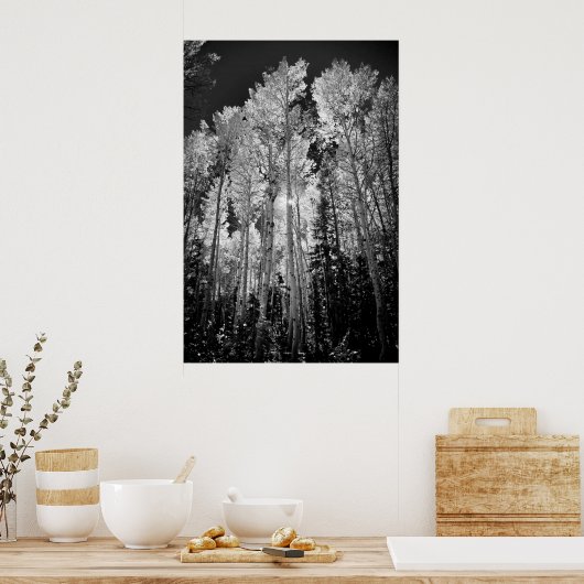 Poster B & W Aspen Trees (Cuisine)