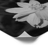 Poster B&W - Groupe de cosmos au soufre (Coin)