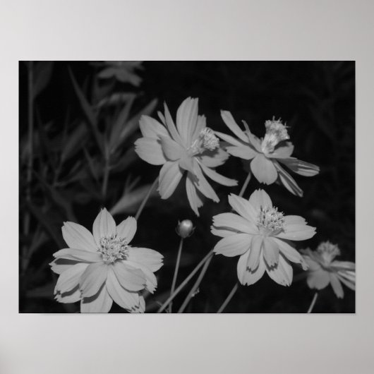 Poster B&W - Groupe de cosmos au soufre (Devant)