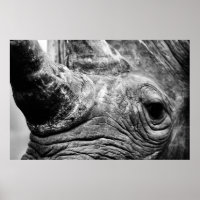 B&W Rhino
