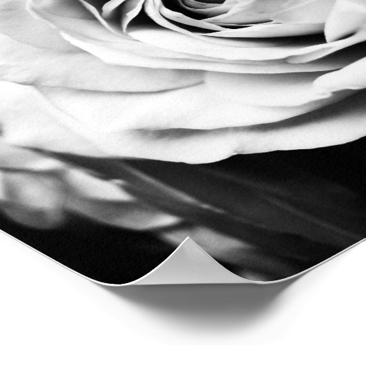 Poster B&W Rose Sharpened (Coin)