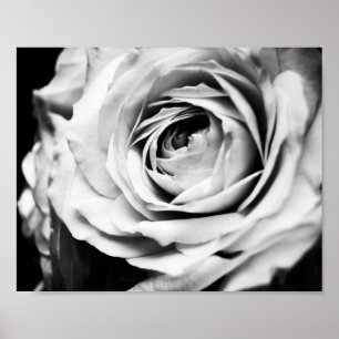 Poster B&W Rose Sharpened