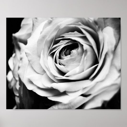Poster B&W Rose Sharpened (Devant)