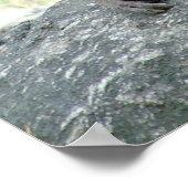 Poster Baboon (Coin)