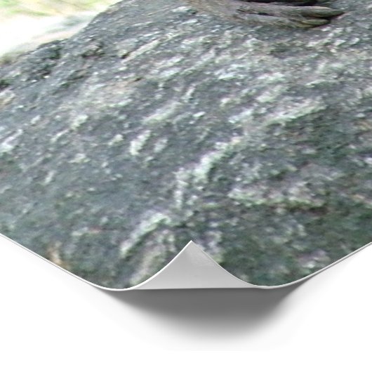 Poster Baboon (Coin)