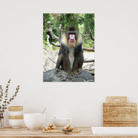 Poster Baboon (Cuisine)