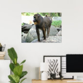 Poster Baboon (Bureau à domicile)