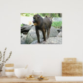 Poster Baboon (Cuisine)