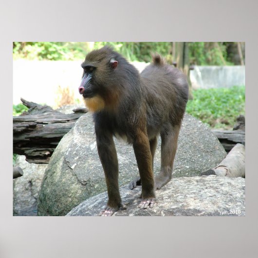 Poster Baboon (Devant)