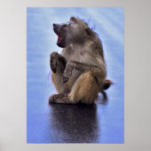 Poster Baboon assis (Devant)
