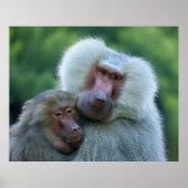 Poster Baboon de l'appel d'offres (Devant)