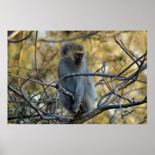 Poster Baboon noir