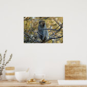 Poster Baboon noir (Cuisine)