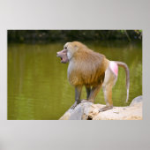 Poster Baboon sur rocher (Devant)