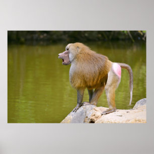 Poster Baboon sur rocher