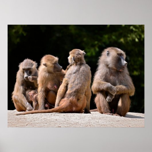 Poster Baboons et jeunes vacances (Devant)