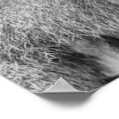 Poster babouin africain (Coin)