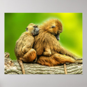 Poster babouins de Guinée