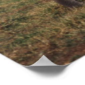 Poster Baby African Elephant avec famille (Coin)