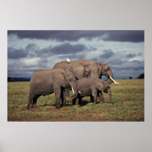 Poster Baby African Elephant avec famille
