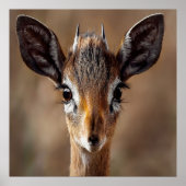 Poster Baby Antelope (Devant)