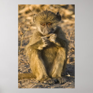 Poster Baby Baboon Monkey Africa assis