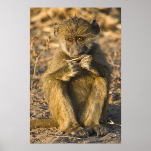 Poster Baby Baboon Monkey Africa assis (Devant)