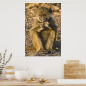 Poster Baby Baboon Monkey Africa assis (Cuisine)