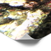 Poster Baby Barramundi (Coin)