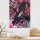 Poster Baby Batfish (Cuisine)