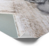 Poster Baby Blue Jay (Coin)