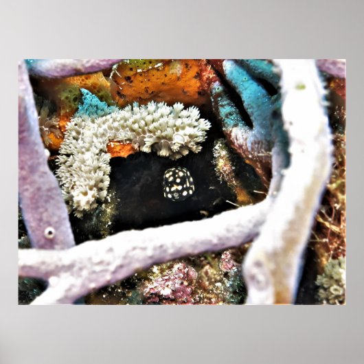 Poster Baby-Boxfish (Devant)
