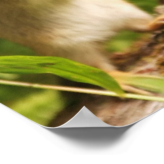 Poster Baby Chipmunk Essayez le devis (Coin)